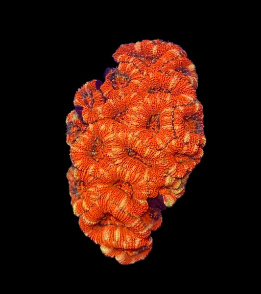 (WYSIWYG) Rainbow Acan Colony