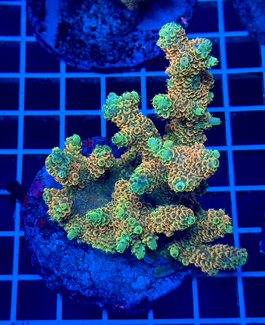 (WYSIWYG) Acropora Colony T2B8
