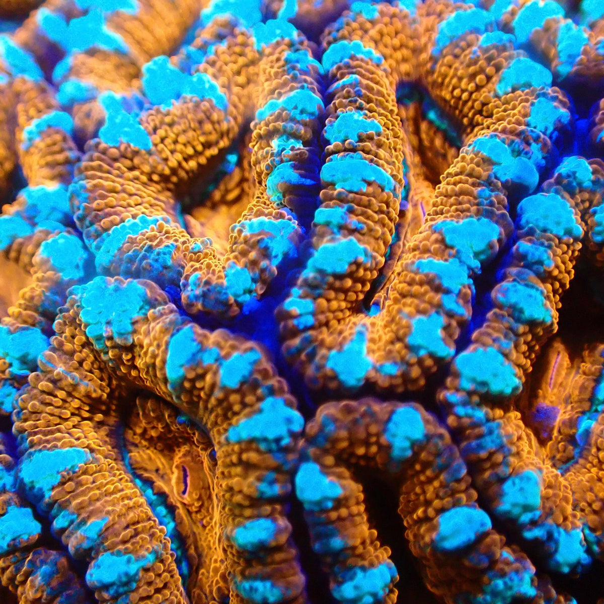 Blue Claw Acan Frag