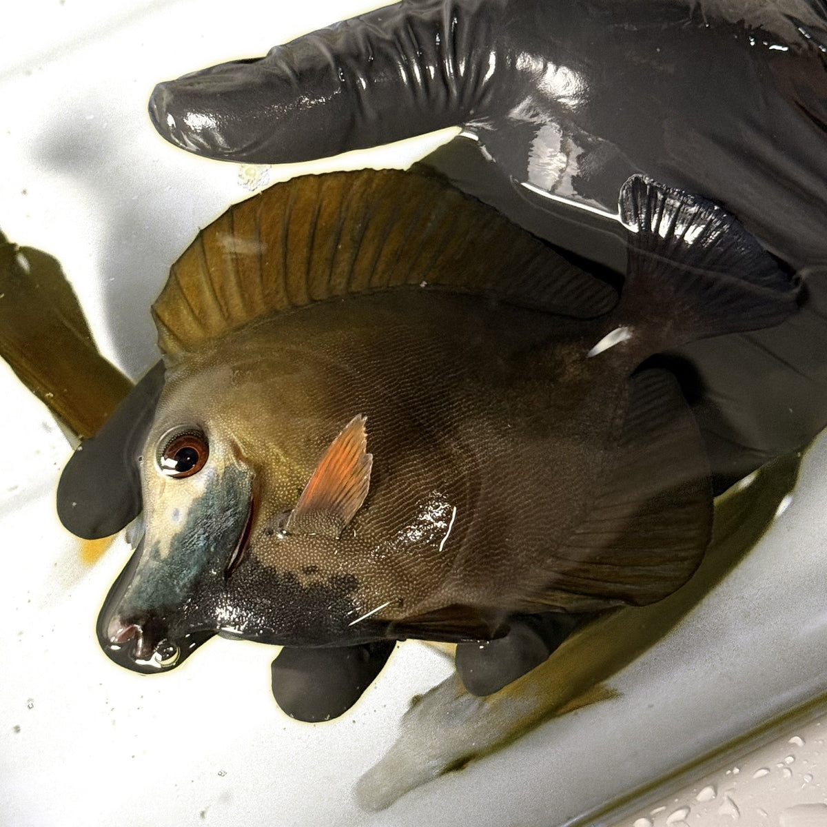 (WYSIWYG) Blueface Koi Tang A