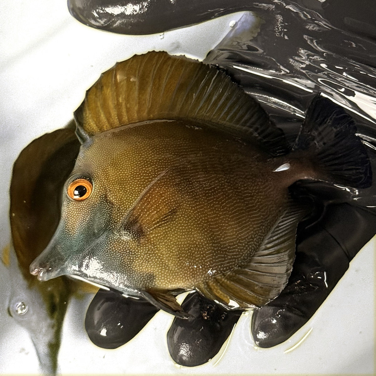 WYSIWYG Blueface Koi Tang B