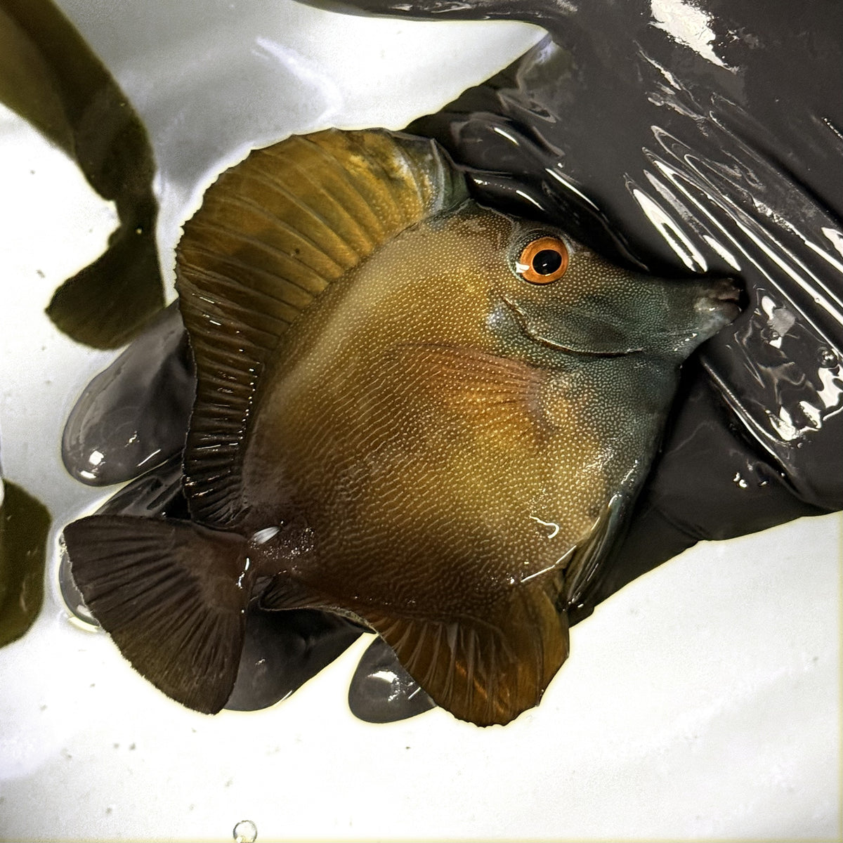 WYSIWYG Blueface Koi Tang B second angle