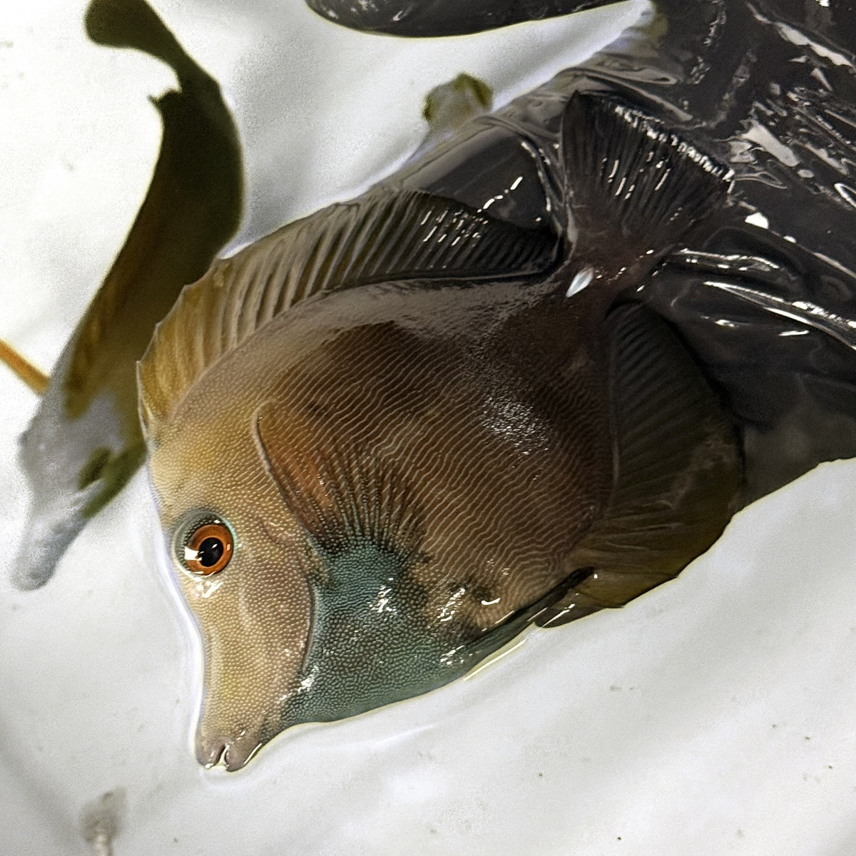 WYSIWYG Blueface Koi Tang C