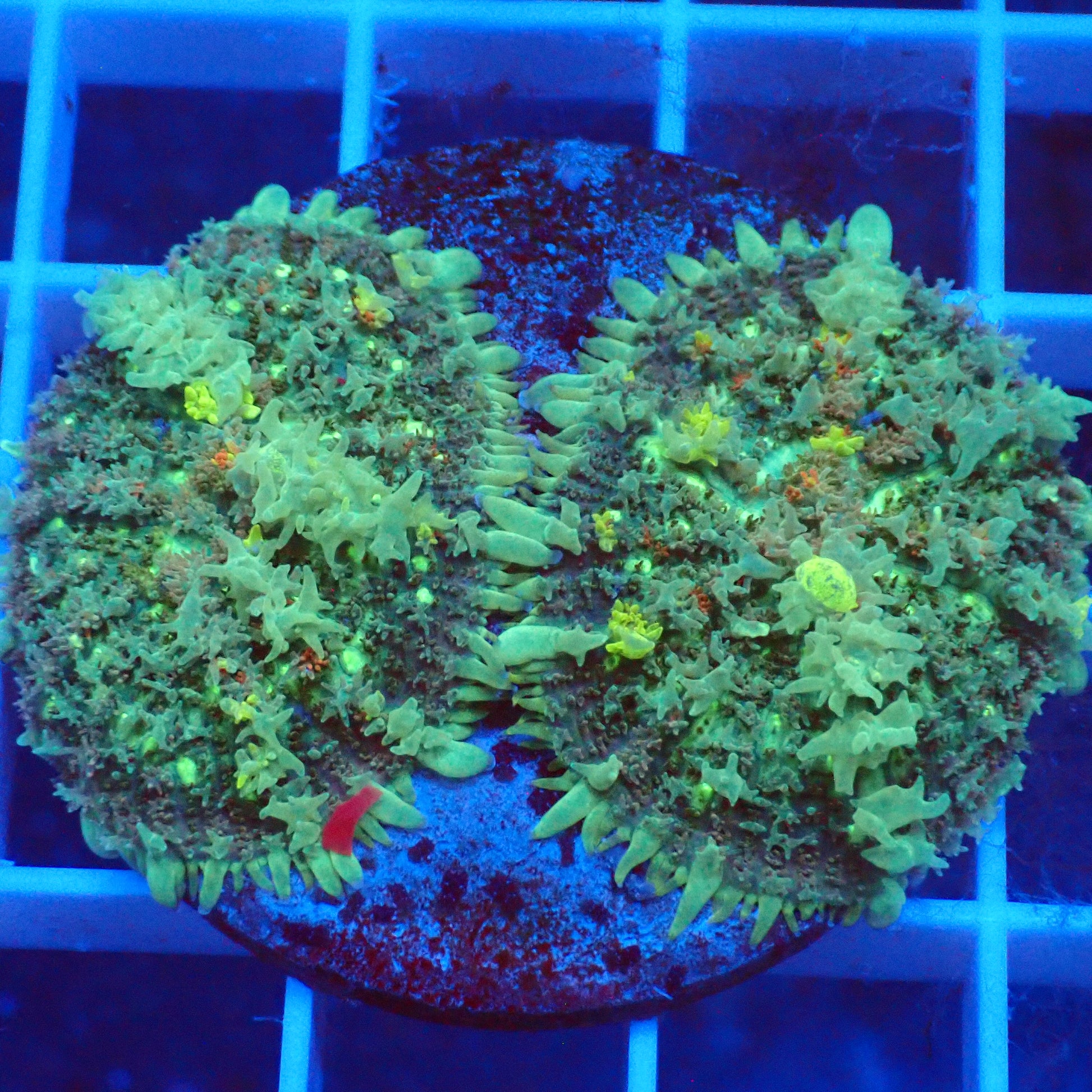 Frankenstein Bounce Mushroom A4 - double cap