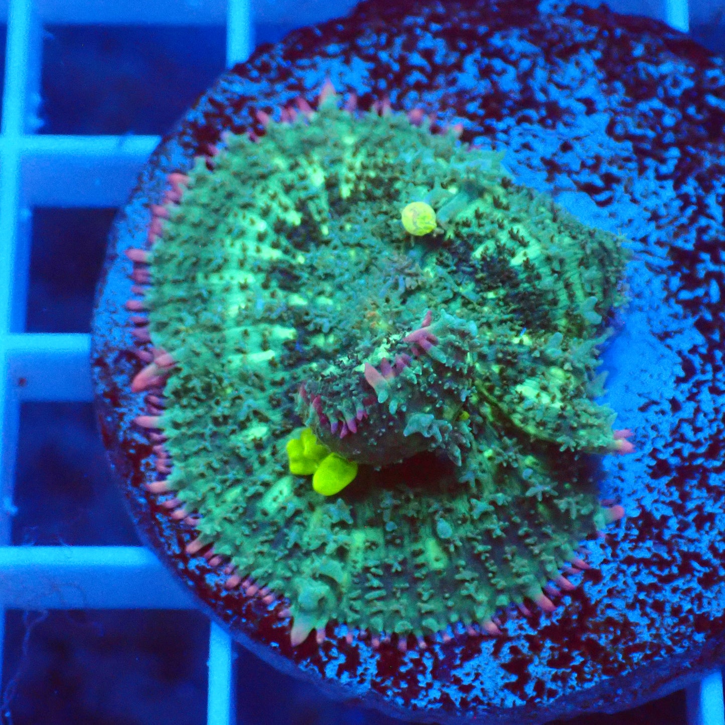 Frankenstein Bounce Mushroom B3