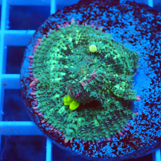 Frankenstein Bounce Mushroom B3
