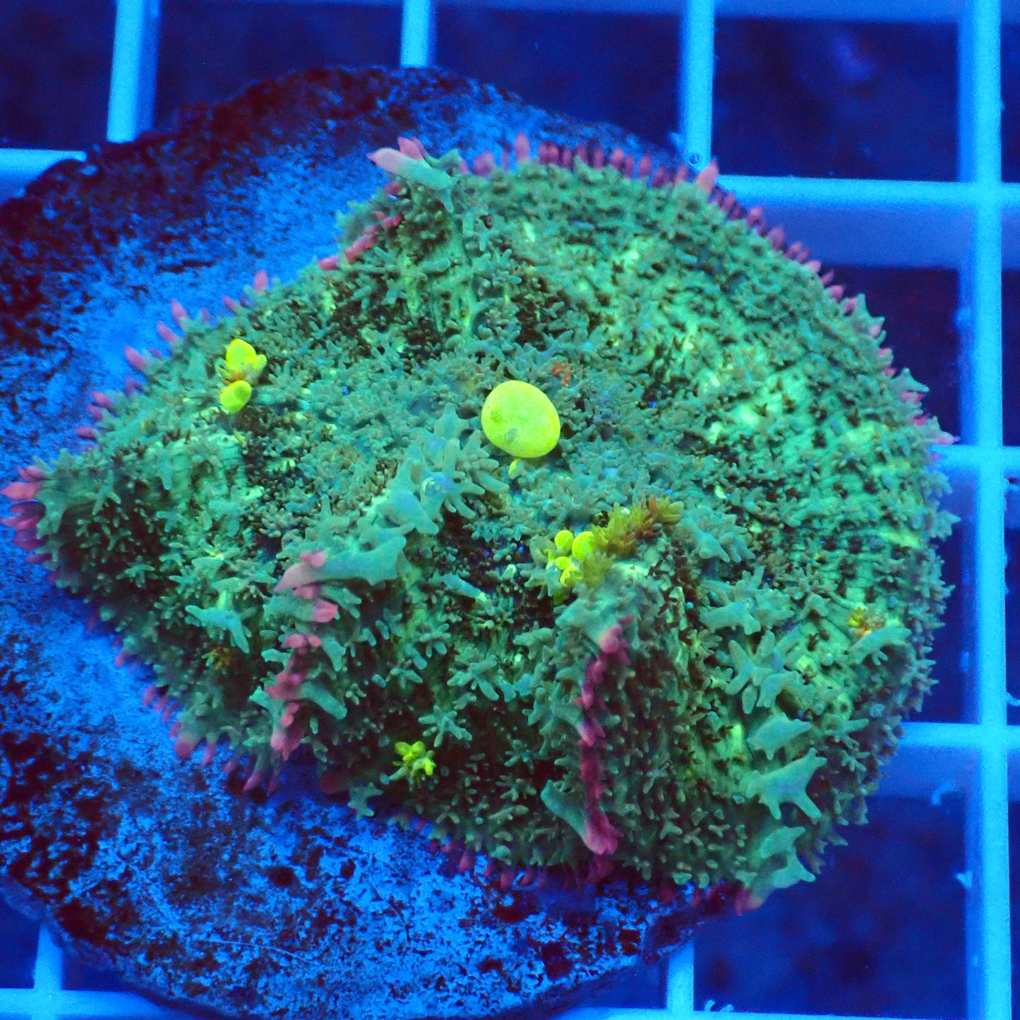 Frankenstein Bounce Mushroom B4
