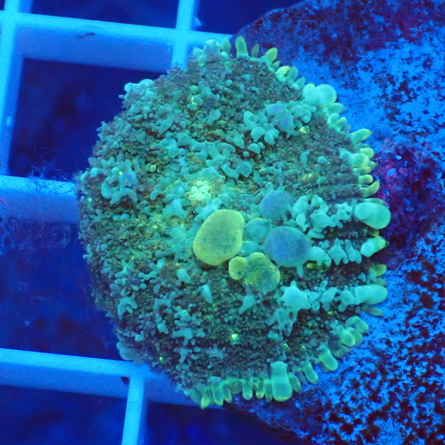 Frankenstein Bounce Mushroom B5 - loaded with bounces
