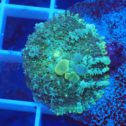 Frankenstein Bounce Mushroom B5 - loaded with bounces