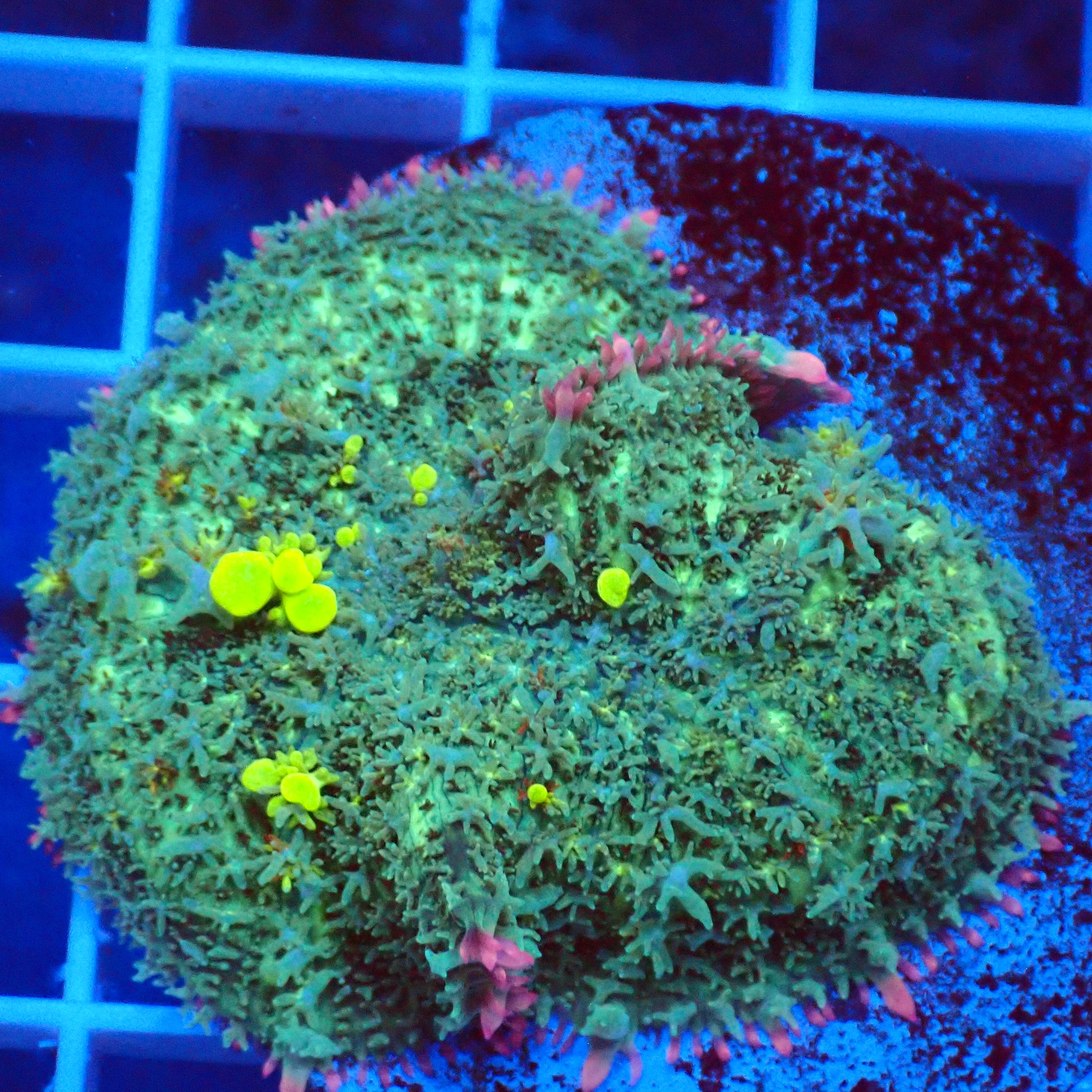 Frankenstein Bounce Mushroom B6