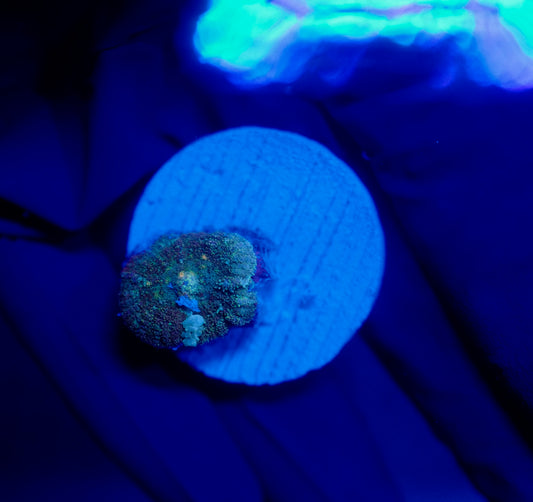 (WYSIWYG) Frostbite Bounce Mushroom 10