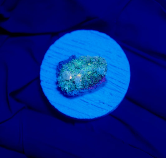 (WYSIWYG) Frostbite Bounce Mushroom 2
