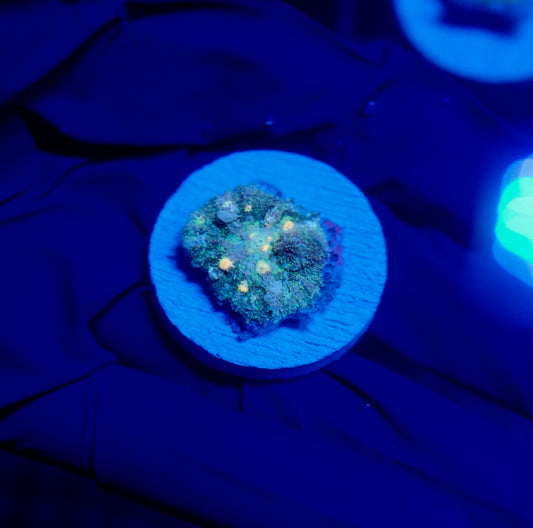 (WYSIWYG) Frostbite Bounce Mushroom 3