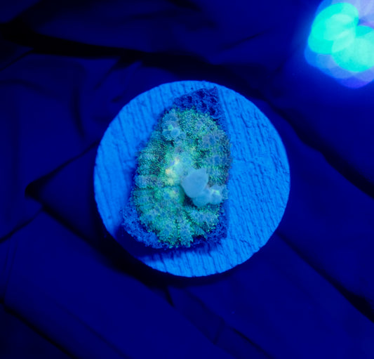 (WYSIWYG) Frostbite Bounce Mushroom 4