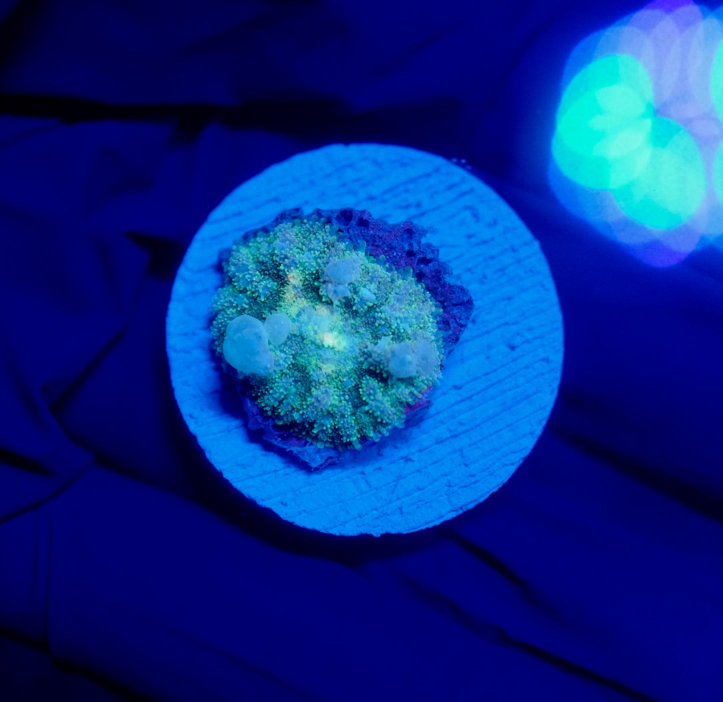(WYSIWYG) Frostbite Bounce Mushroom 5