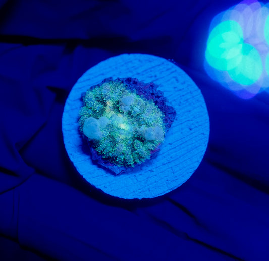 (WYSIWYG) Frostbite Bounce Mushroom 5