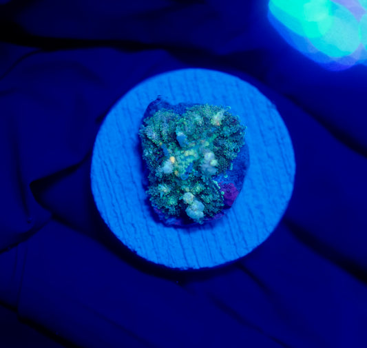 (WYSIWYG) Frostbite Bounce Mushroom 6