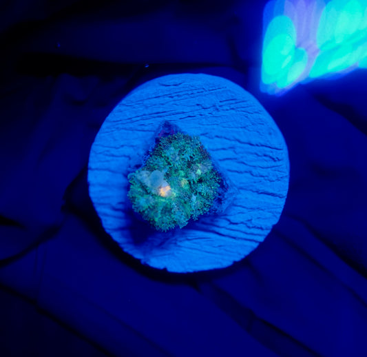 (WYSIWYG) Frostbite Bounce Mushroom 7