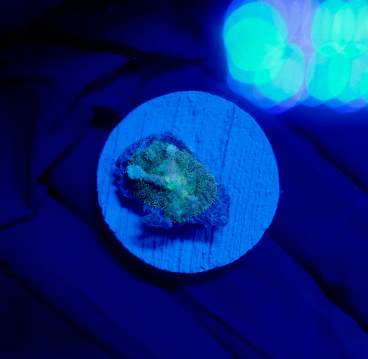 (WYSIWYG) Frostbite Bounce Mushroom 8