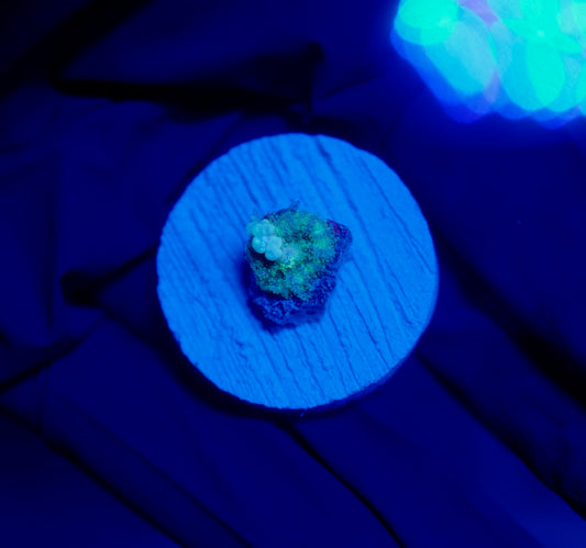 (WYSIWYG) Frostbite Bounce Mushroom9