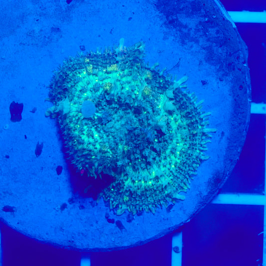 Bounce Mushroom R2T1A1 (WYSIWYG)