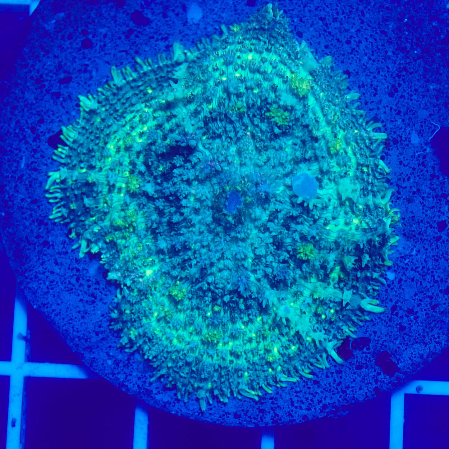 Bounce Mushroom R2T1A2 (WYSIWYG)