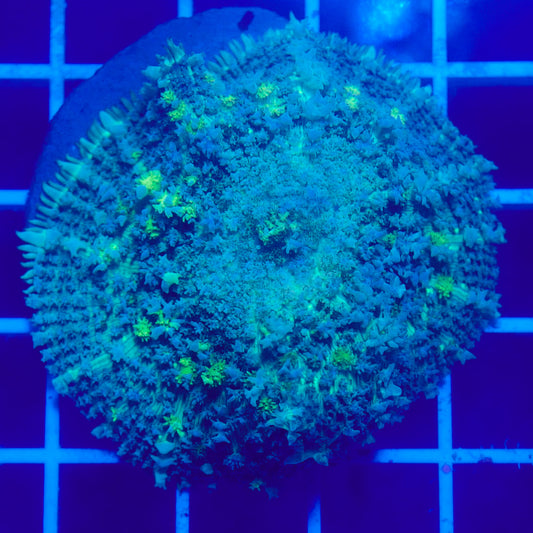 Bounce Mushroom R2T1B2 (WYSIWYG)