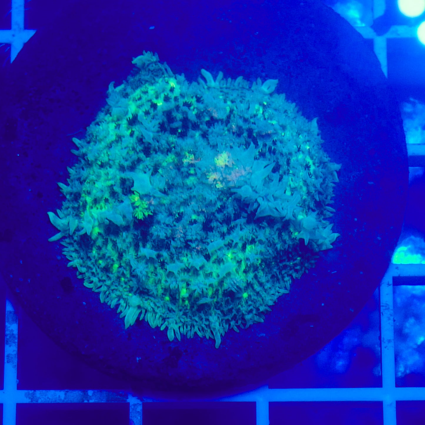 Bounce Mushroom R2T1B3 (WYSIWYG)