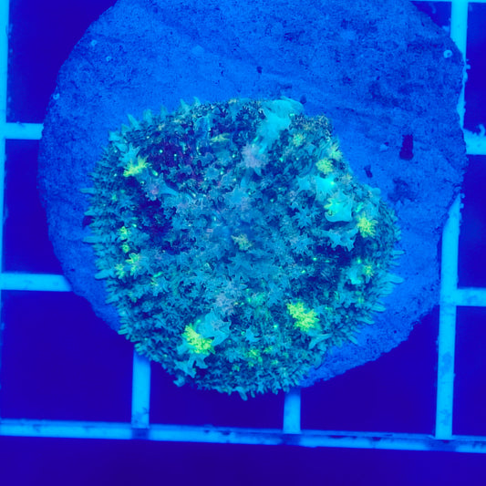 Bounce Mushroom R2T1C1 (WYSIWYG)