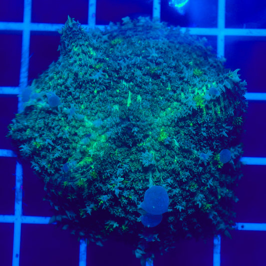 Bounce Mushroom R2T1C2 (WYSIWYG)