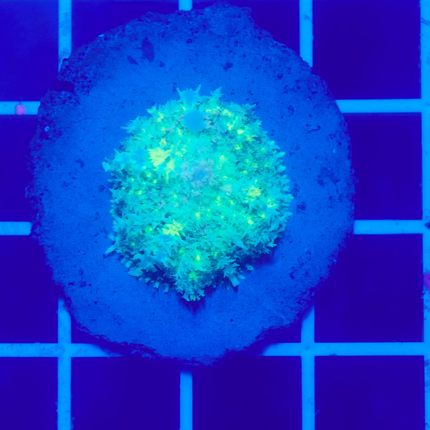 Bounce Mushroom R2T1D2 (WYSIWYG)