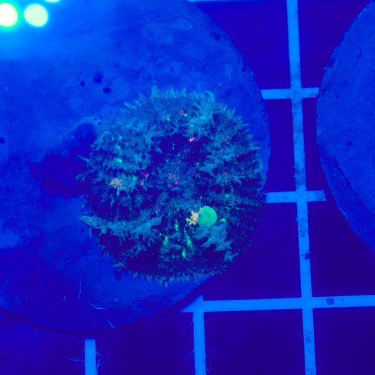 Bounce Mushroom R2T1D3 (WYSIWYG)