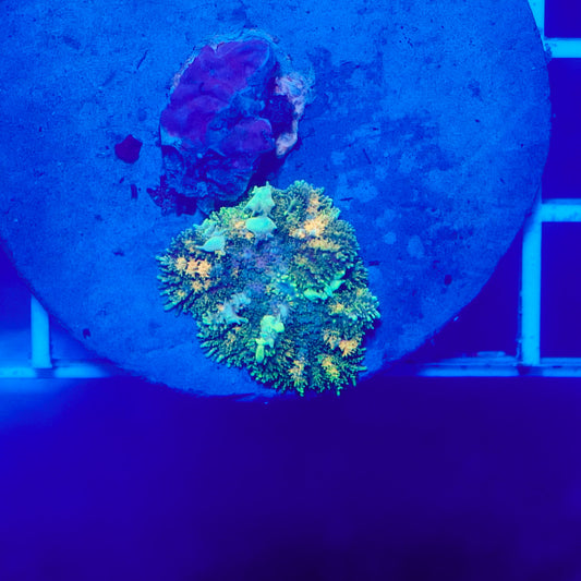 Bounce Mushroom R2T1E1 (WYSIWYG)