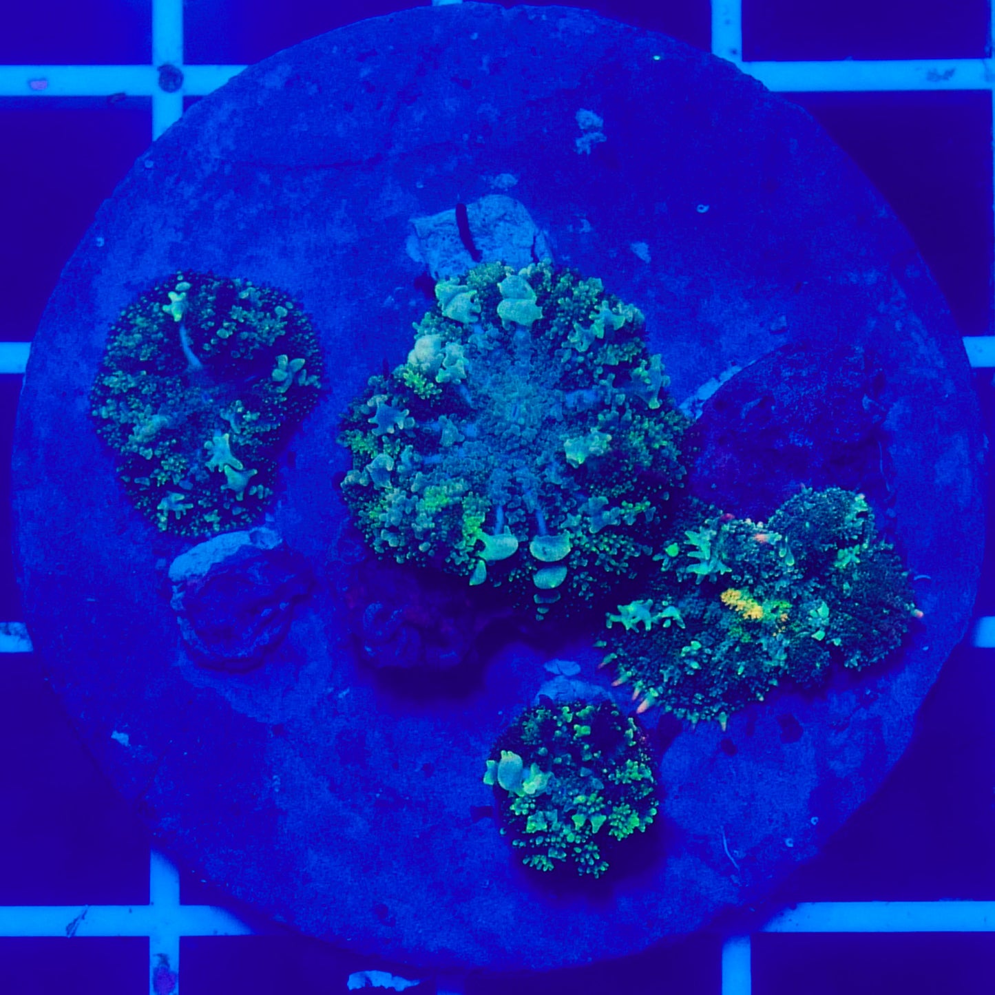 Bounce Mushroom Pack R2T1E2 (WYSIWYG)