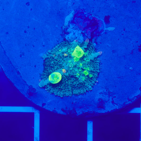 Bounce Mushroom R2T1E3 (WYSIWYG)