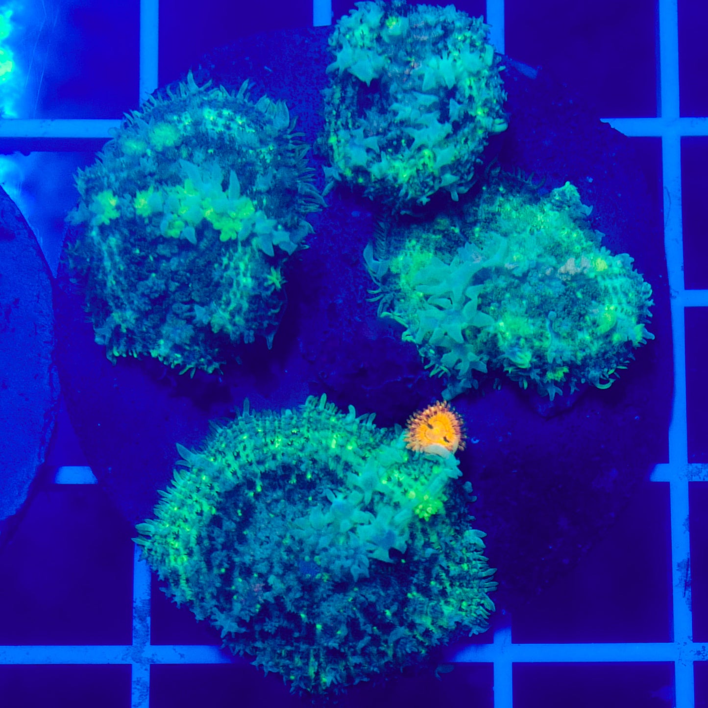 Bounce Mushroom Pack R2T1F1 (WYSIWYG)