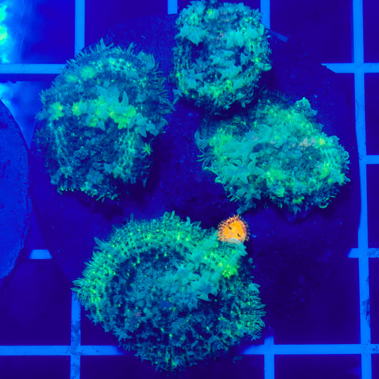 Bounce Mushroom Pack R2T1F1 (WYSIWYG)