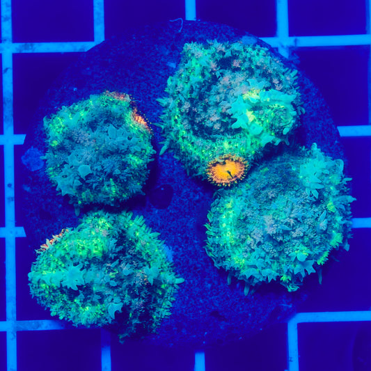 Bounce Mushroom Pack R2T1F3 (WYSIWYG)