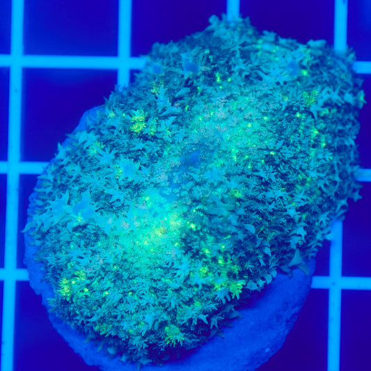 Bounce Mushroom R3T1A8 (WYSIWYG)