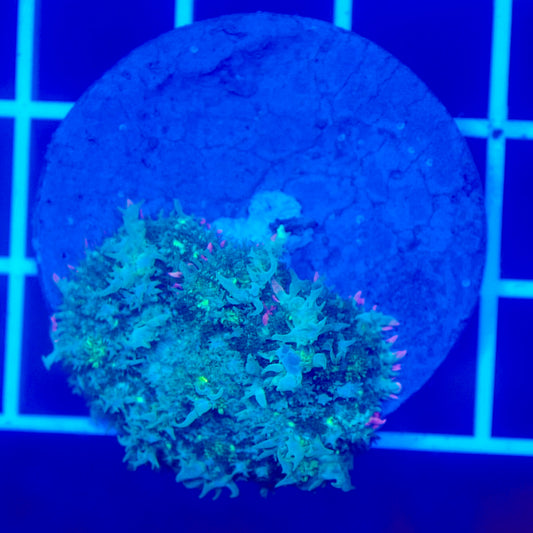 Bounce Mushroom R3T1A9 (WYSIWYG)