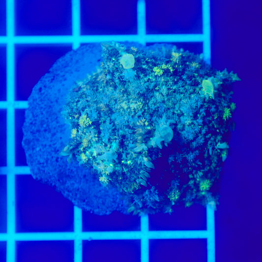 Bounce Mushroom R3T1B1 (WYSIWYG)