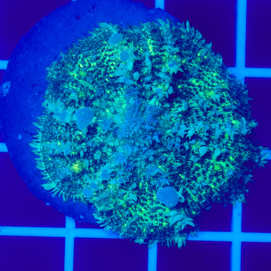 Bounce Mushroom R3T1B4 (WYSIWYG)