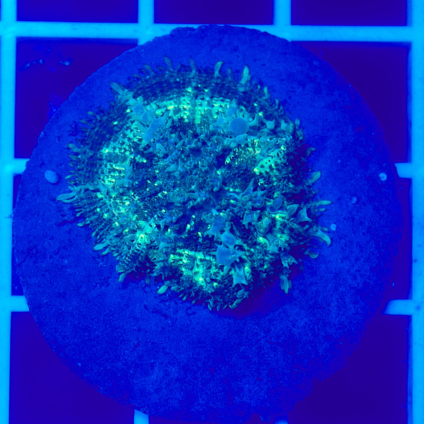 Bounce Mushroom R3T1B5 (WYSIWYG)