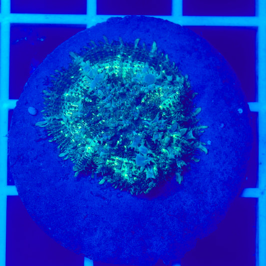 Bounce Mushroom R3T1B5 (WYSIWYG)