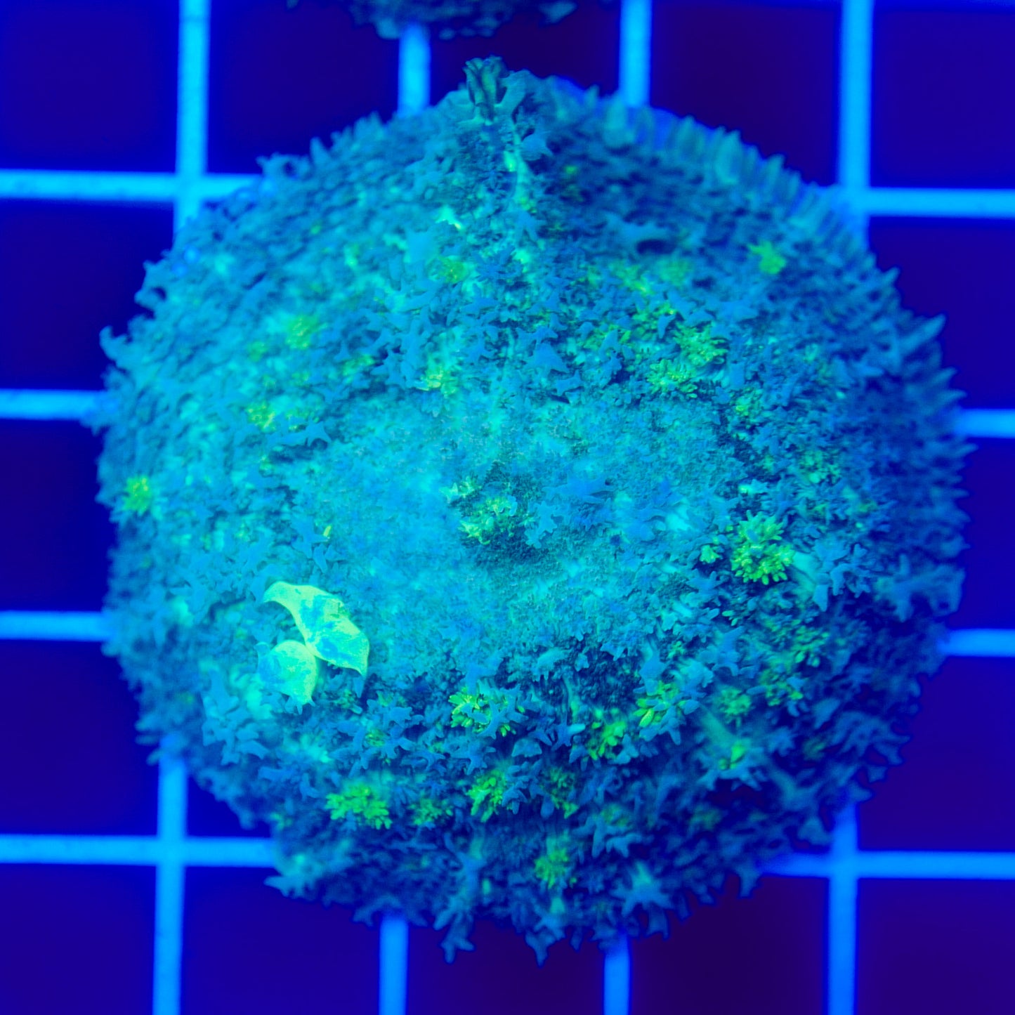 Bounce Mushroom R3T1B6 (WYSIWYG)