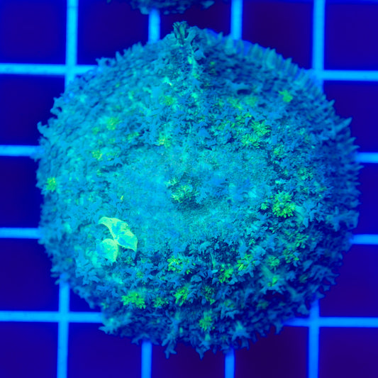 Bounce Mushroom R3T1B6 (WYSIWYG)