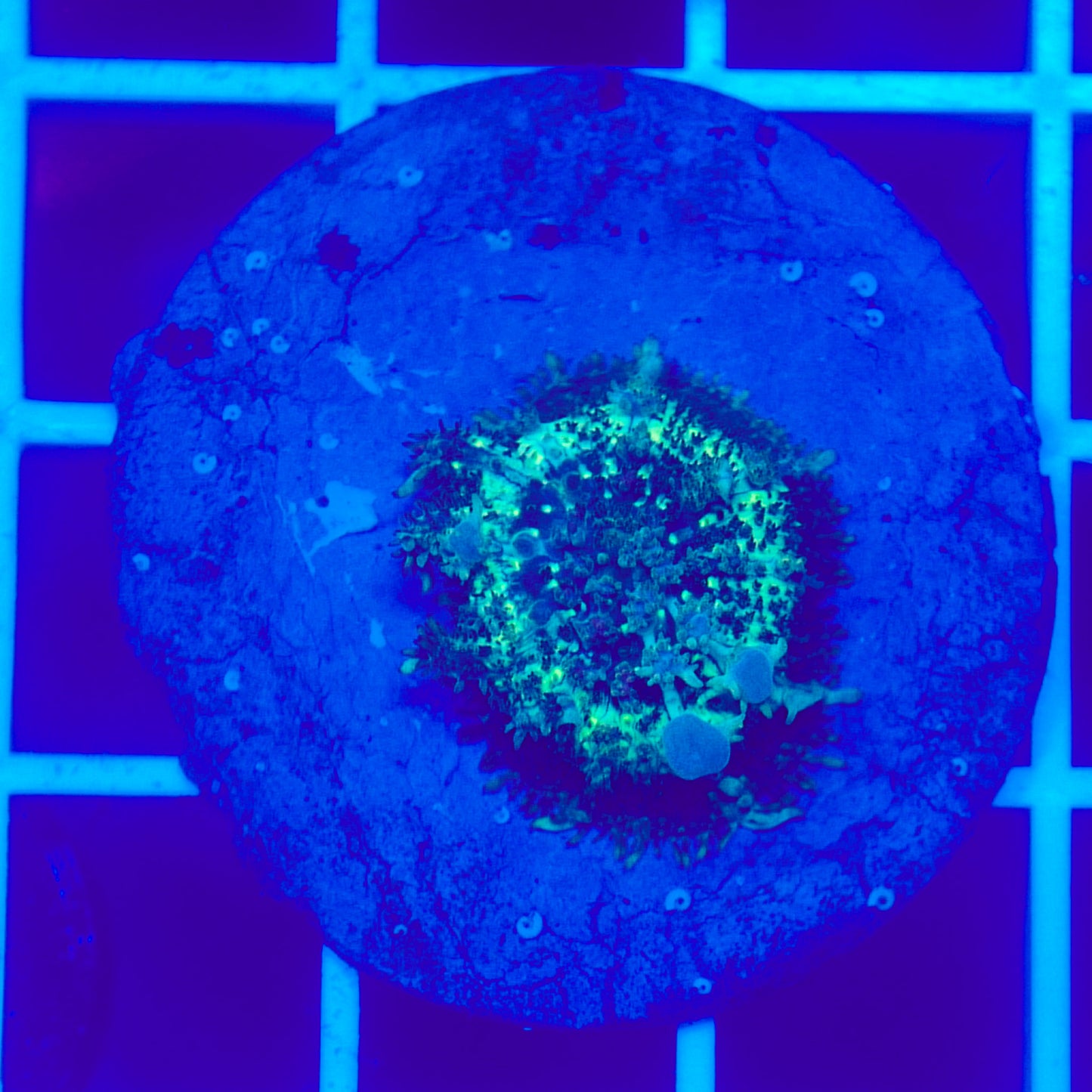 Bounce Mushroom R3T1B8 (WYSIWYG)