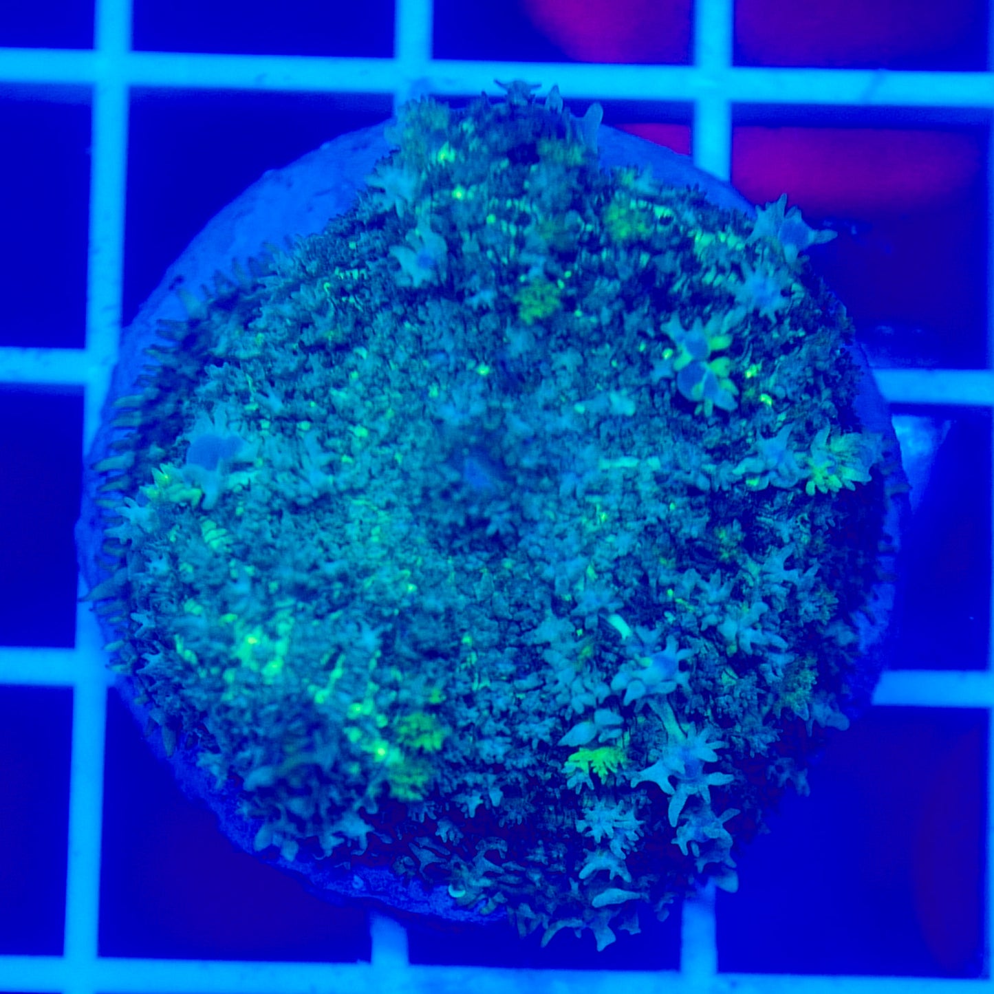 Bounce Mushroom R3T1B9 (WYSIWYG)