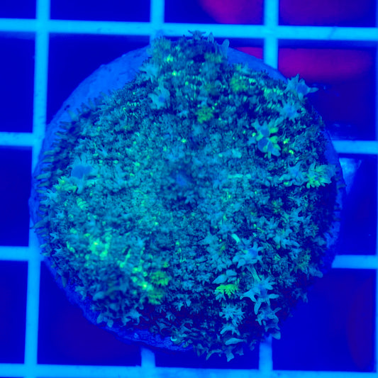 Bounce Mushroom R3T1B9 (WYSIWYG)