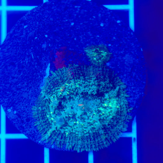 Bounce Mushroom R3T1C1 (WYSIWYG)